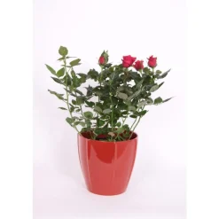 Rosa Palace Variés + Cache-pot