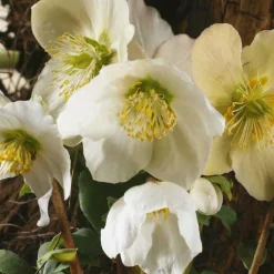 Rose de Noel blanche - Le pot de 9 x 9 cm