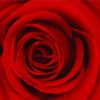 Rose stabilisée standard rouge Ø 4 x H 50 cm