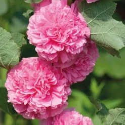 Rose Trémière Rose - Le pot de 9 x 9 cm