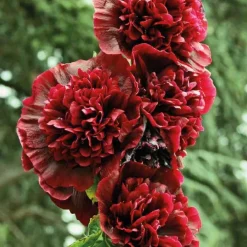 Rose Trémière rouge - Le pot de 9 x 9 cm