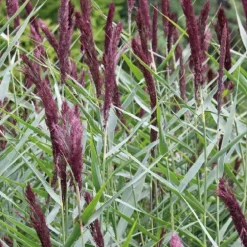 Roseau commun godet 9x9 cm