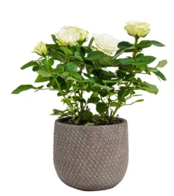 Rosier beau monde avec cache pot