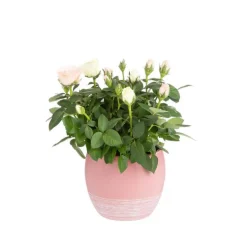 Rosier Carnaval rose et blanc avec cache-pot décoratif. Ø 14 cm