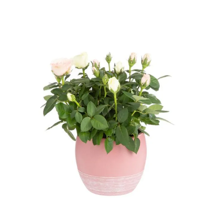 Rosier Carnaval rose et blanc avec cache-pot décoratif. Ø 14 cm