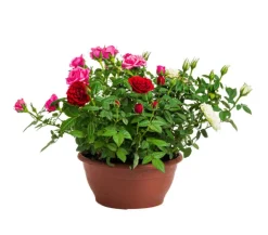 Rosier coupe multicolore – Pot de 23 cm de diamètre