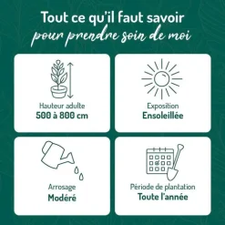 Rosier liane rose (ROSIER LIANE) Le pot de 3 litres 100% recyclé