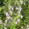 Rosmarinus Officinalis Repens (romarin rampant) en pot de 3 L bleu