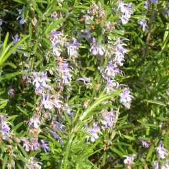 Rosmarinus Officinalis Repens (romarin rampant) en pot de 3 L bleu