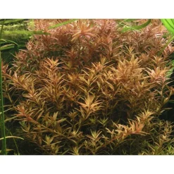 Rotala rotundifolia