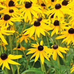 Rudbéckia jaune - Le pot de 9 x 9 cm