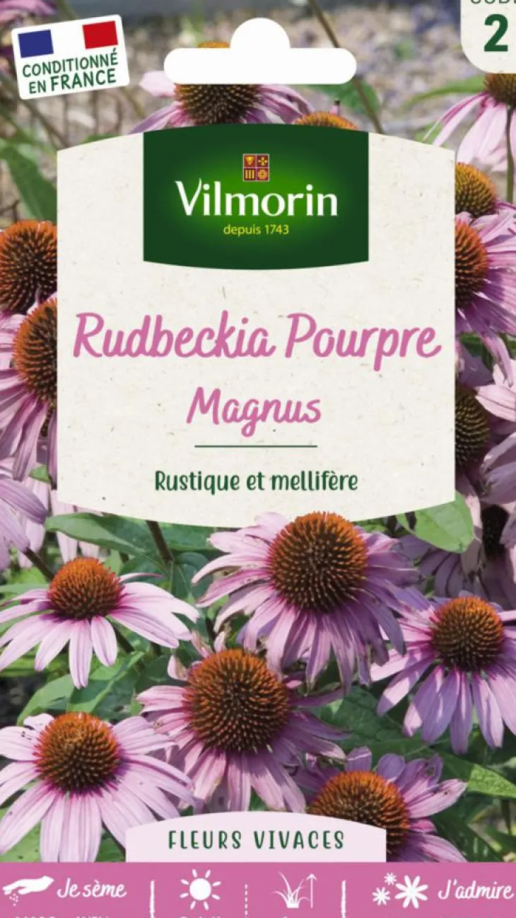 Rudbeckia Pourpre Magnus Vilmorin - graines à semer