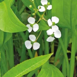 Sagittaire graminiforme godet 9x9 cm