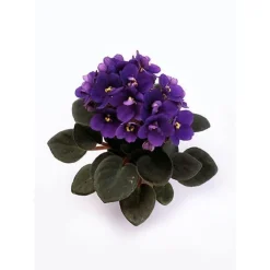 Saintpaulia pot Ø6 cm