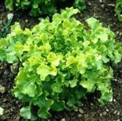 Salade A Couper Feuille De Chene Verte Kisheri Bio. La barquette de 12 plants