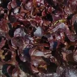 Salade A Couper Feuille De Chene Rouge Opalix Bio. La barquette de 12 plants