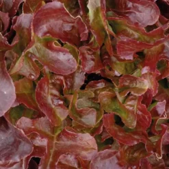 Salade A Couper Feuille De Chene Rouge Alezan Bio. La barquette de 12 plants