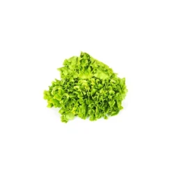 Salade scarole bio de France - Prix à la pièce