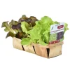 Salades De Saison En Melange Bio. La barquette de 12 plants