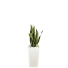 Sansevieria laurentii et son pot Cubico premium Ø 30 blanc