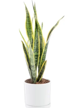 Sansevieria Laurentii vert en pot blanc émaillé botanic®. Le pot Ø 18 cm