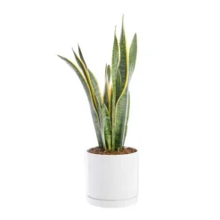 Sansevieria Laurentii vert en pot blanc émaillé botanic®. Le pot Ø 24 cm