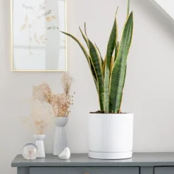 Sansevieria Laurentii vert en pot blanc émaillé botanic®. Le pot Ø 24 cm