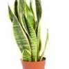 Sansevieria Trifasciata Laurentii pot Ø14xH55 cm