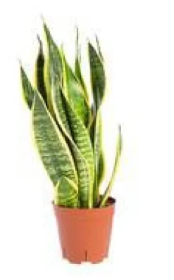 Sansevieria Trifasciata Laurentii pot Ø14xH55 cm