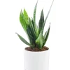 Sansevieria Zeylanica vert en pot blanc émaillé botanic®. Le pot Ø 18 cm