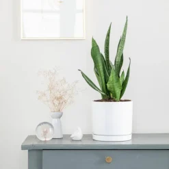 Sansevieria Zeylanica vert en pot blanc émaillé botanic®. Le pot Ø 18 cm