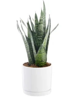 Sansevieria Zeylanica vert en pot blanc émaillé botanic®. Le pot Ø 24 cm