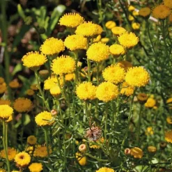 Santoline - Le pot de 9 x 9 cm