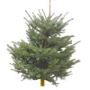 Sapin de Noël naturel coupé Pungens - de 120 à 150 cm