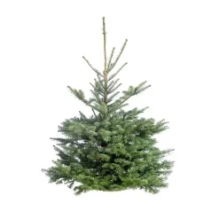 Sapin de Noël naturel coupé Nobilis