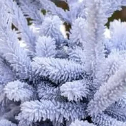 Sapin de Noël naturel coupé enneigé Glacé® blanc - de 110 à 125 cm