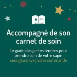 Sapin de Noël naturel coupé Nordmann