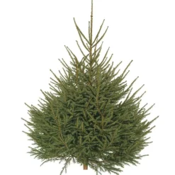 Sapin de Noël naturel coupé Épicéa - de 175 à 200 cm