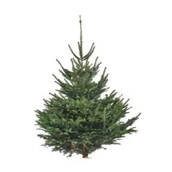 Sapin de Noël naturel coupé Nordmann - de 100 à 150 cm