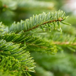 Sapin de Noël naturel coupé Nordmann - de 100 à 150 cm