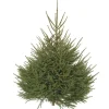 Sapin de Noël naturel Epicea coupé