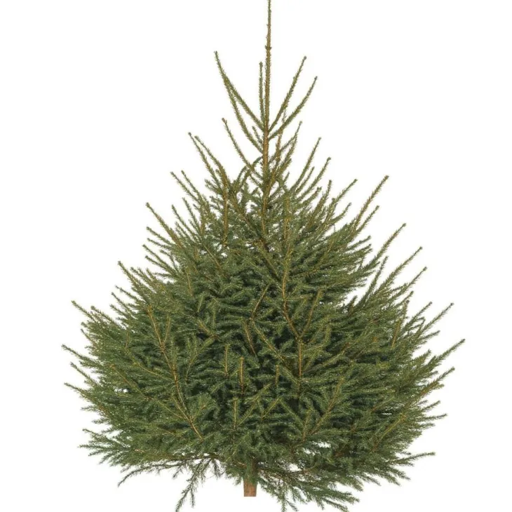 Sapin de Noël naturel Epicea coupé