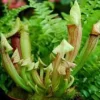 SARRACENIA
