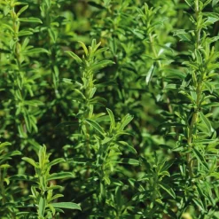 Sarriette Bio. Le pot de 2,5 litres