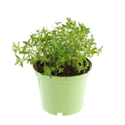 Sarriette Bio. Le pot de 1 litre