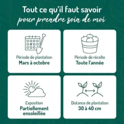 Sarriette Bio. Le pot de 1 litre