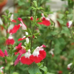 Sauge Arbustive 'Hot Lips' - Le pot de 2 litres