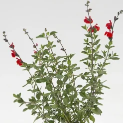 Sauge Arbustive 'Royal Bumble' - Le pot de 2 litres