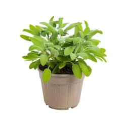 Sauge Officinale Bio. Le pot de 1 litre