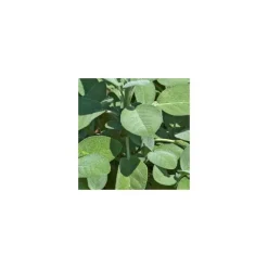 Sauge Officinale Bio. Le pot de 2,5 litres